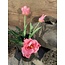 Countryfield 802398 - Bundel tulpen - 5 stelen - roze - kartel