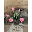 Countryfield 802398 - Bundel tulpen - 5 stelen - roze - kartel