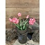 Countryfield 802398 - Bundel tulpen - 5 stelen - roze - kartel