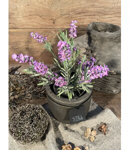 ## wordt niet verzonden - Lavendel Paars in Pot Stan Grijs d11,5cm - h33xd20 9 excl buiten pot