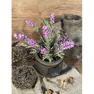 Lavendel Paars in Pot Stan Grijs d11,5cm - h33xd20
