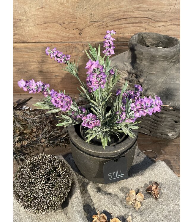 ## wordt niet verzonden - Lavendel Paars in Pot Stan Grijs d11,5cm - h33xd20 9 excl buiten pot
