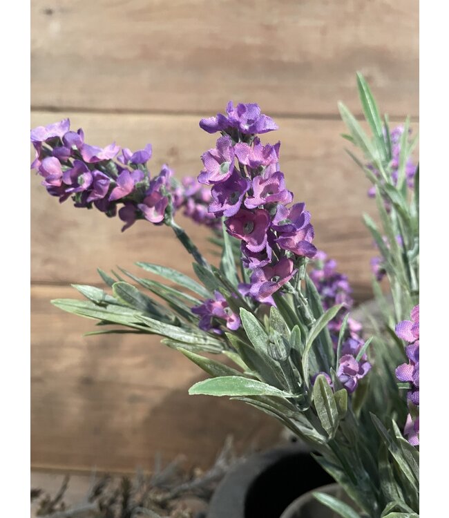 ## wordt niet verzonden - Lavendel Paars in Pot Stan Grijs d11,5cm - h33xd20 9 excl buiten pot