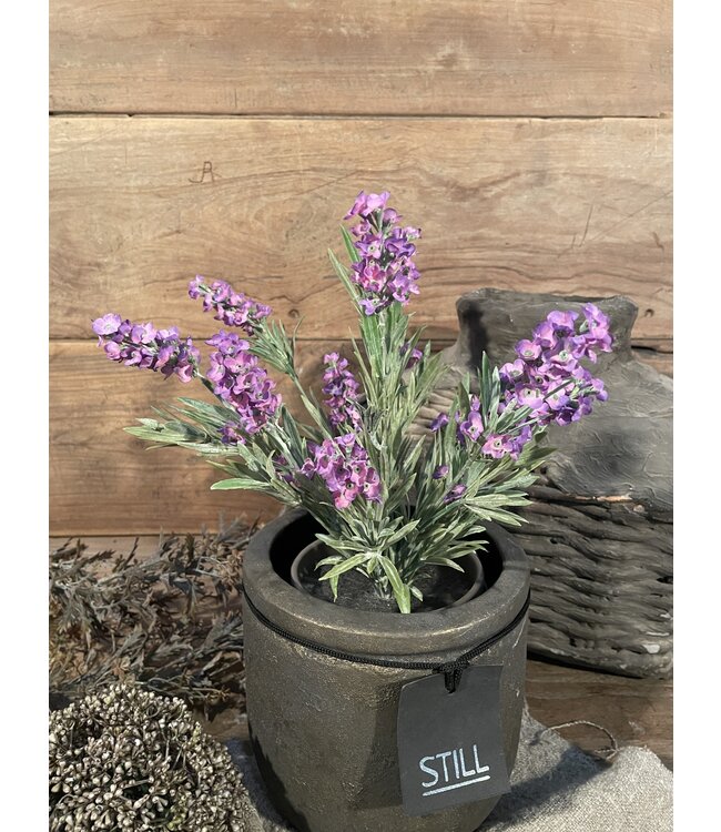 ## wordt niet verzonden - Lavendel Paars in Pot Stan Grijs d11,5cm - h33xd20 9 excl buiten pot