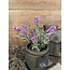 Lavendel Paars in Pot Stan Grijs d11,5cm - h33xd20