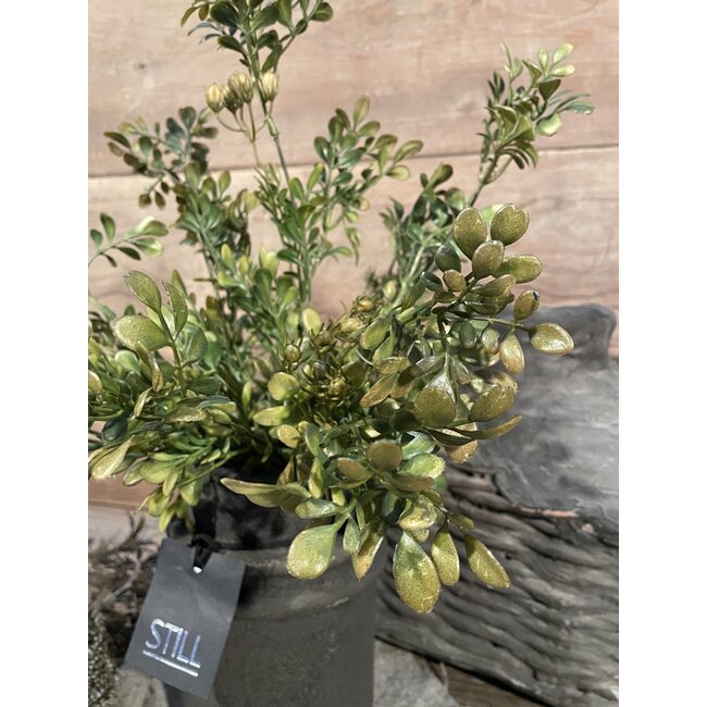 ## LONICERA BUSH GREEN BRONZE L 58 cm