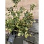 Brynxz ~LONICERA BUSH GREEN BRONZE L 58 cm