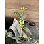 Brynxz EUCALYPTHUS SPRAY FLOWER BUDS, 50 CM, GREEN