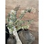 Brynxz Hottonia Bush Grey 58 cm