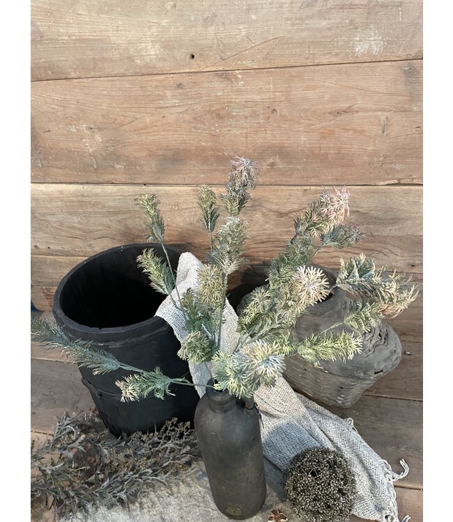 ### Hottonia Bush Grey 58 cm