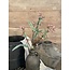 Brynxz EUCALYPTHUS SPRAY FLOWER BUDS, 50 CM, DUSTY-PINK