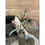 Brynxz EUCALYPTHUS SPRAY FLOWER BUDS, 50 CM, DUSTY-PINK