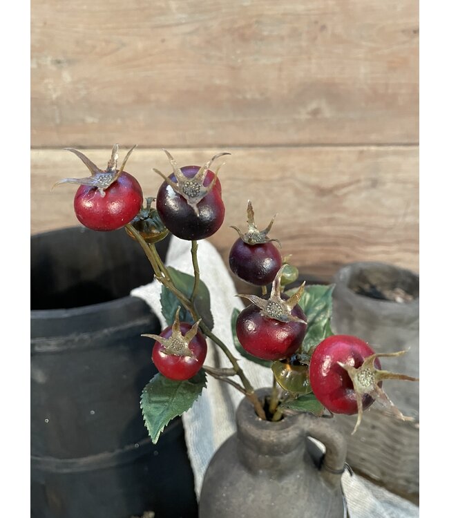 Countryfield Rozenbottel Breona S d.rood-L48B10H3CM