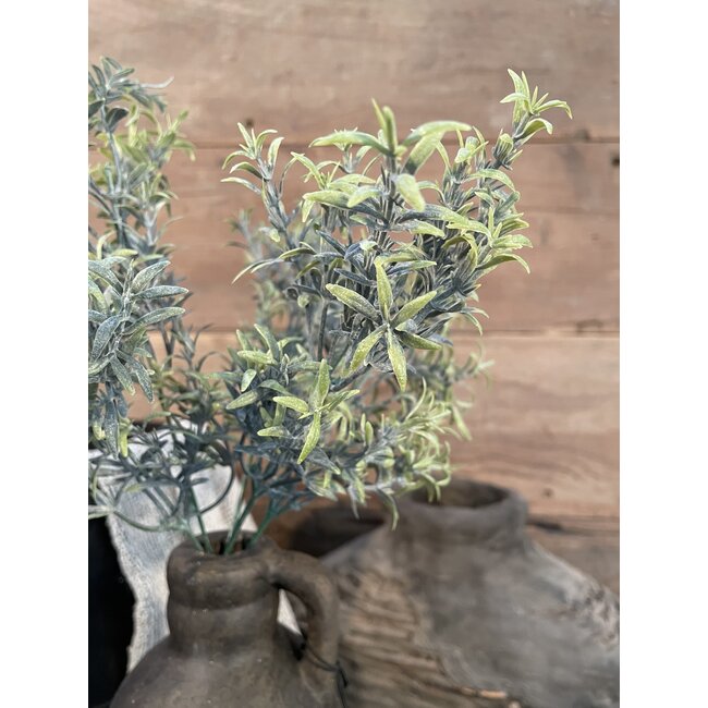 ## ROSEMARY BUSH GREY 36 cm