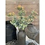 Brynxz Euphorbia Bush Orange 44 cm