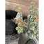Brynxz Euphorbia Bush Orange 44 cm