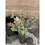 Brynxz Euphorbia Bush Orange 44 cm