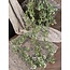 Brynxz Hanger Stellaria White 85 cm