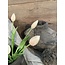 8703117 tulp 7 in bos cream pink