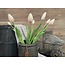 8703117 tulp 7 in bos cream pink