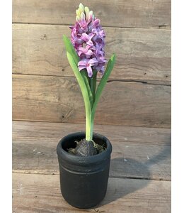 Paarse hyacint 35 cm