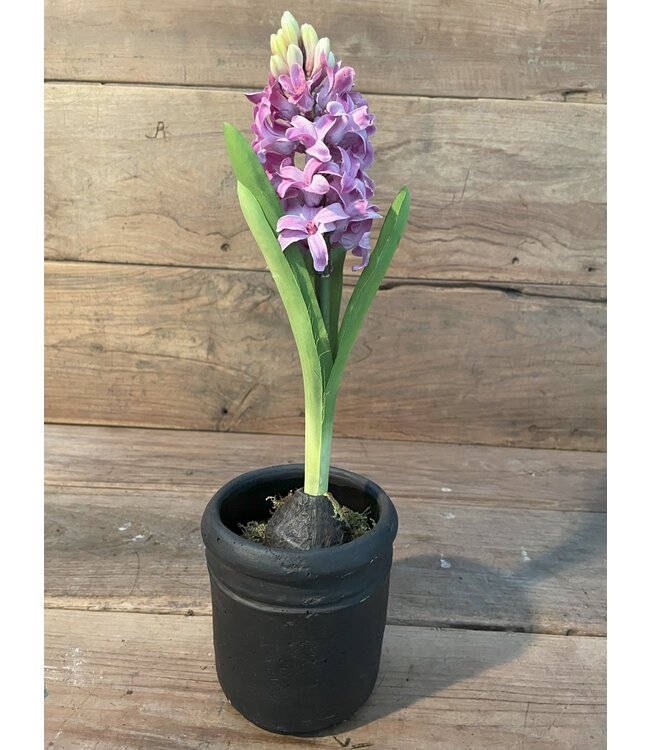 Hyacinth 35cm - paars