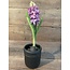 Hyacinth 35cm - paars