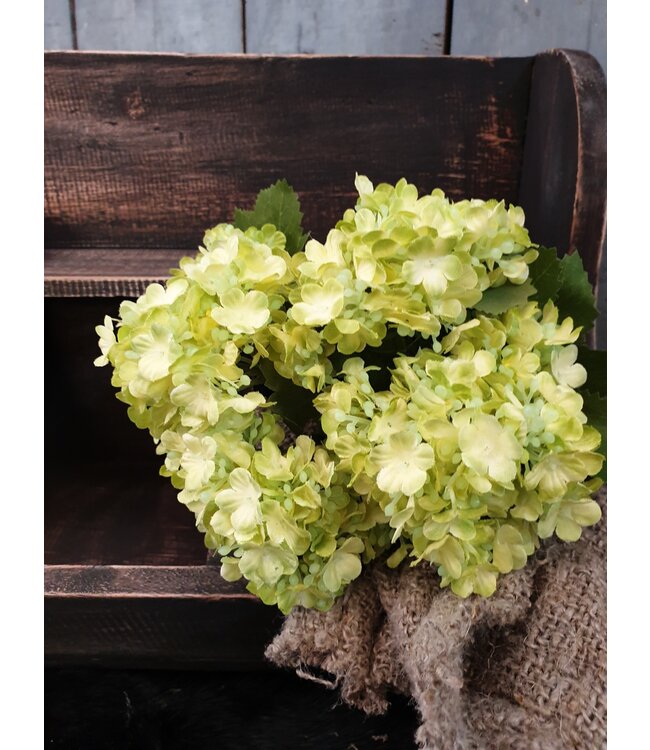 Snowball Bush x7 26cm - sneeuwbal