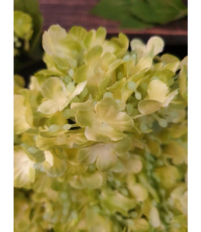Snowball Bush x7 26cm - sneeuwbal