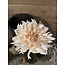 Brynxz Dahlia spray mumba cream 63 cm