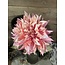 Brynxz Roze dahlia 63 cm