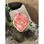 Ranunculus Spray x3 w/6lvs 57cm - ranonkel roze