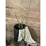 Twig Branch 65cm - kunst - tak
