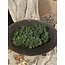 Moss Bush Vine 24cm - groen - kunst