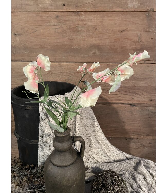 sweetpea 70cm - siererwt