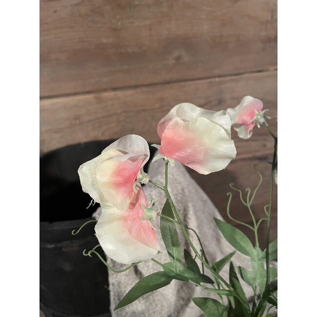 sweetpea 70cm - siererwt