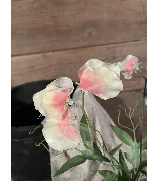 sweetpea 70cm - siererwt
