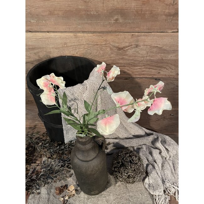 sweetpea 70cm - siererwt
