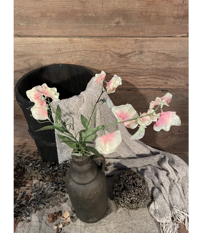 sweetpea 70cm - siererwt