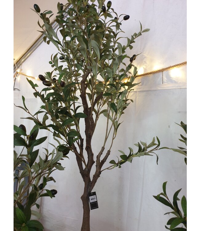 Countryfield Olea Europaea M - olijfboom