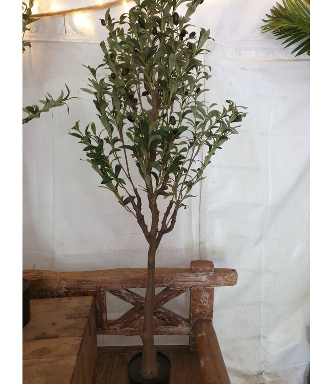 Countryfield Olea Europaea M - olijfboom