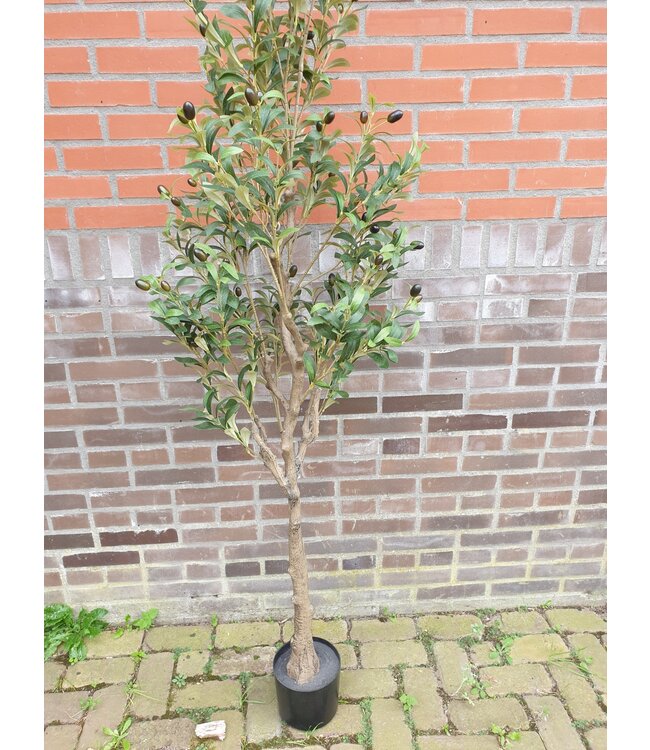 Countryfield Olijfboom kunst "Olea Europaea" - XL