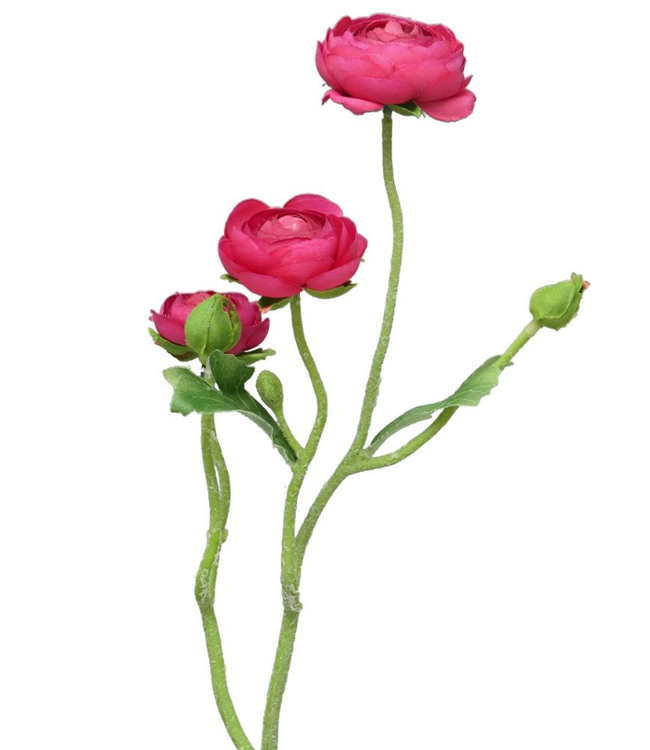Ranonculus Azura fuchsia 48cm