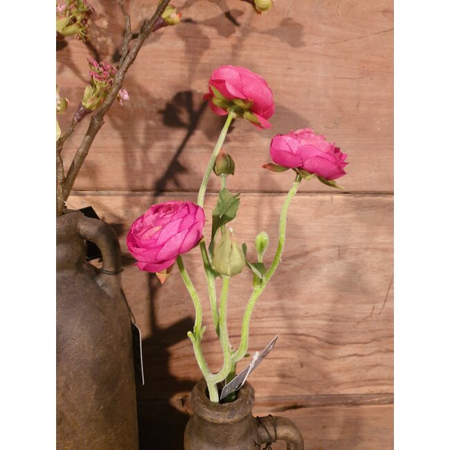 Ranonculus Azura fuchsia 48cm