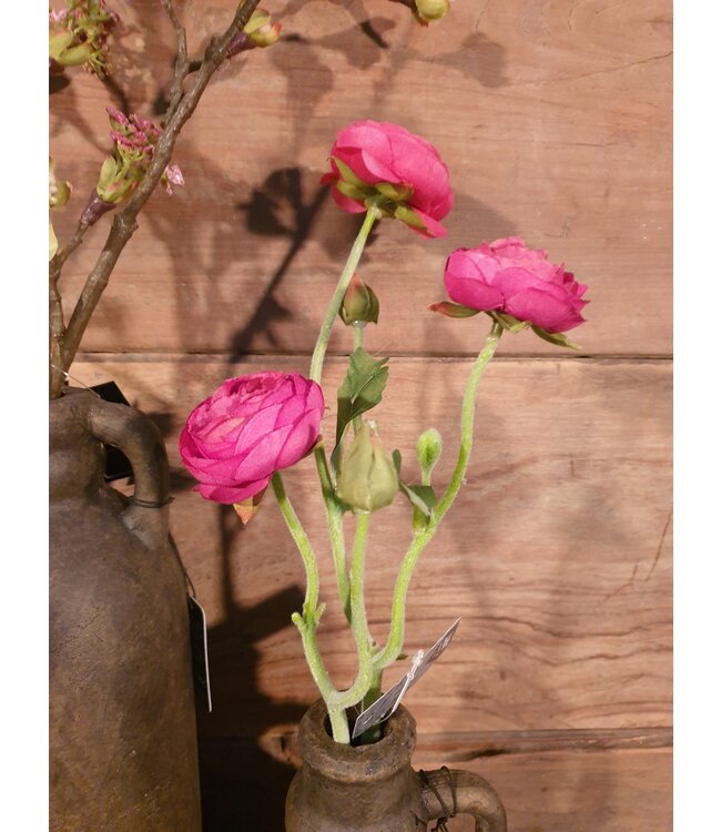 Ranonculus Azura fuchsia 48cm