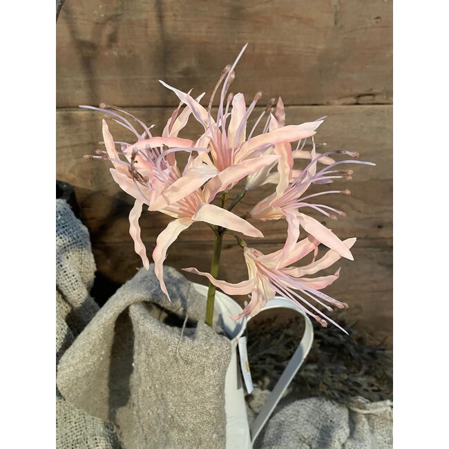 ## Nerine spray pink 91cm