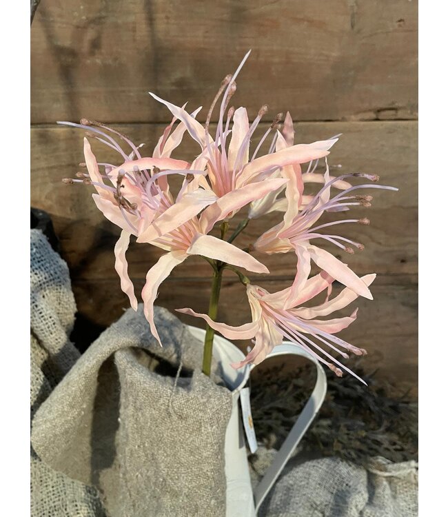 Nerine spray pink 91cm