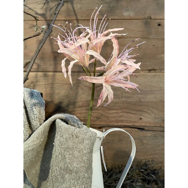 ## Nerine spray pink 91cm