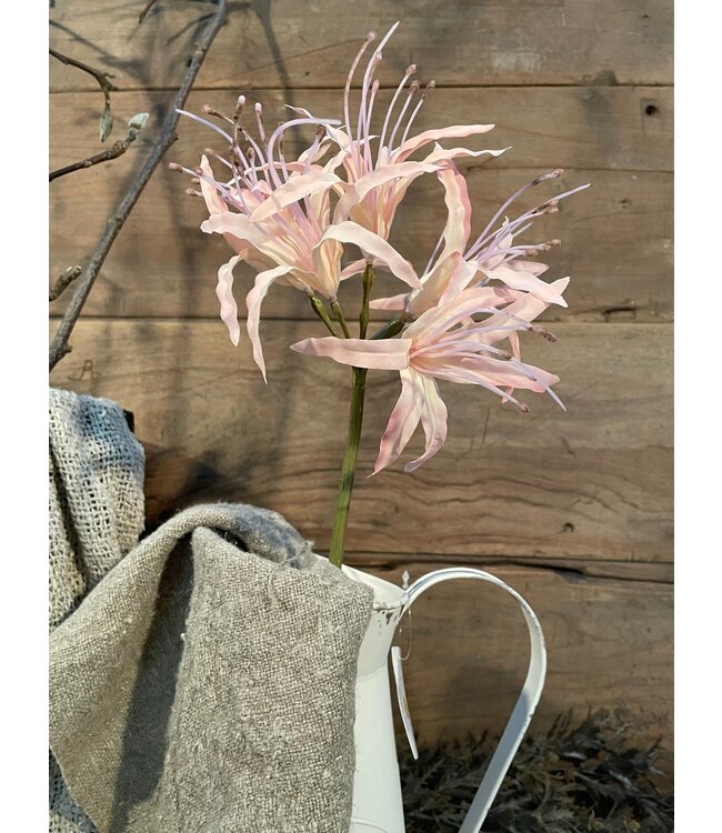 Nerine spray pink 91cm