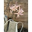 Brynxz ~Nerine spray pink 91cm